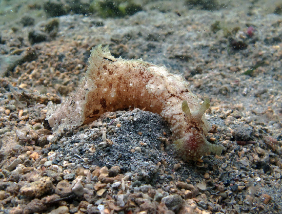  Dolabella auricularia (Wedge Sea Hare, Donsol)